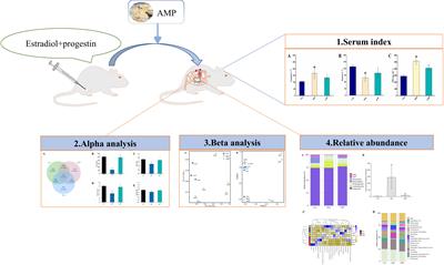Effects of Atractylodes Macrocephala Rhizoma polysaccharide on intestinal microbiota composition in rats with mammary gland hyperplasia